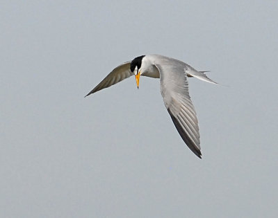 Tern, least