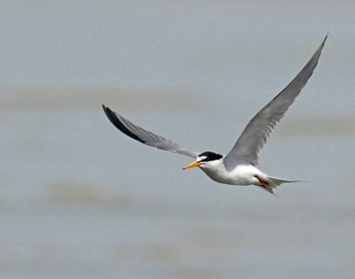 Tern, least