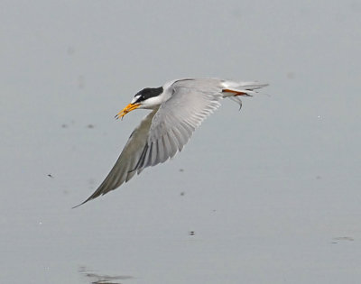 Tern, least