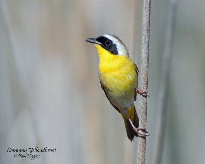 Yellowthroat, Common