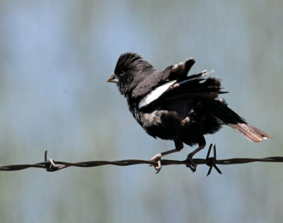 Bunting, Lark