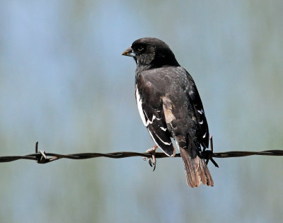 Bunting, Lark