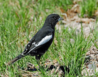 Bunting, Lark