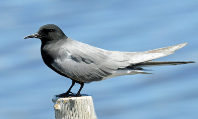 Tern, Black