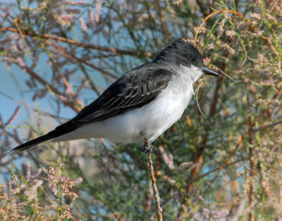 Kingbird, Eastern