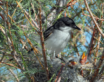 Kingbird, Eastern