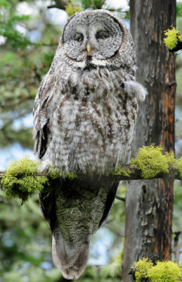 Owl, Great Gray