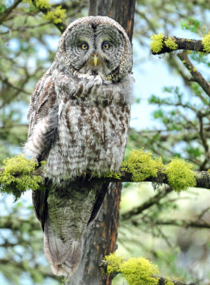 Owl, Great Gray