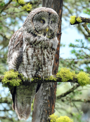 Owl, Great Gray