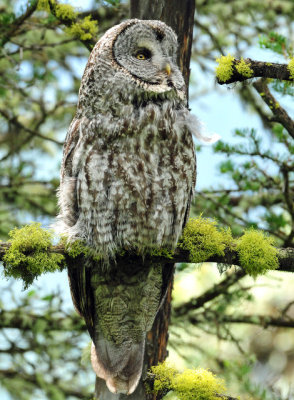 Owl, Great Gray