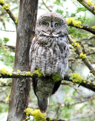 Owl, Great Gray