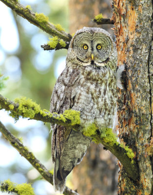 Owl, Great Gray