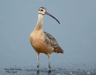 Curlew, Long-billed