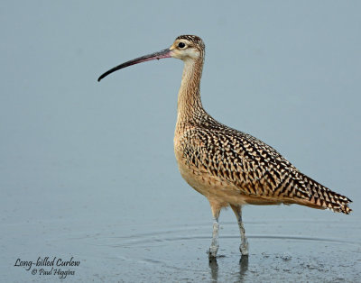 Curlew, Long-billed