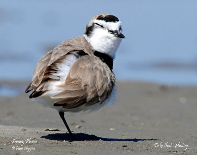 Plover's Snowy (April 27, 2013)