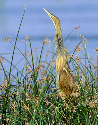 Bittern, American