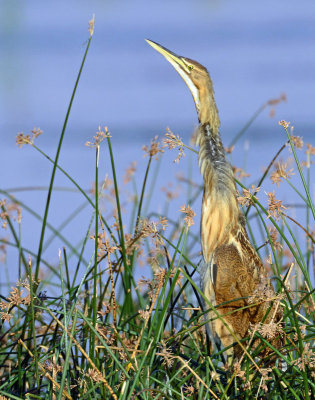 Bittern, American