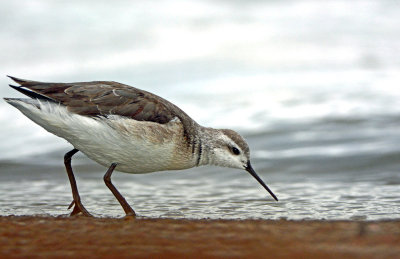 Phalarope, Wilson's (1st Year)