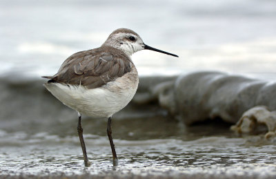 Phalarope, Wilson's (1st Year)