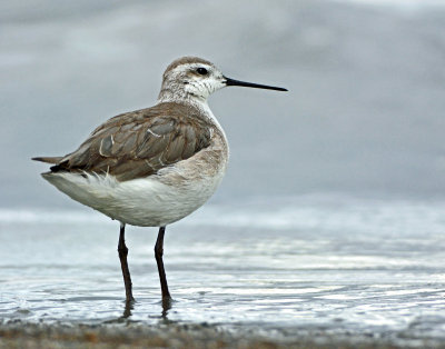Phalarope, Wilson's (1st Year)