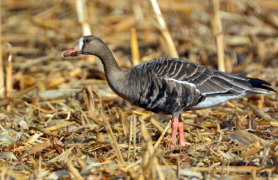 Geese, Greater White-fronted