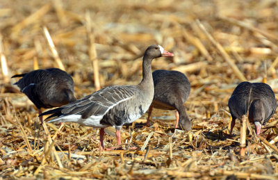 Geese, White-fronted (Specklebellys)