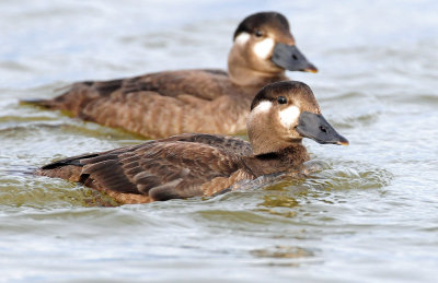 Scoter, Surf