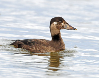 Scoter, Surf