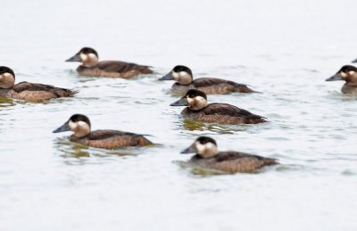 Scoter, Surf