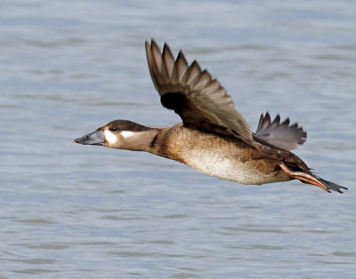 Scoter, Surf