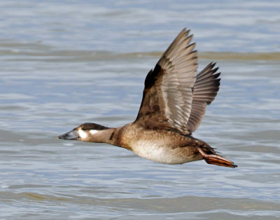 Scoter, Surf