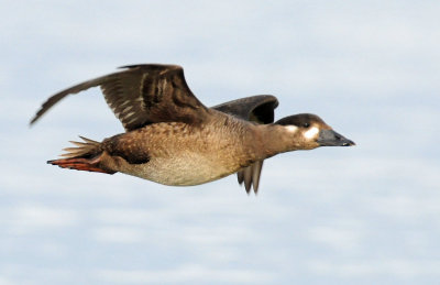 Scoter, Surf