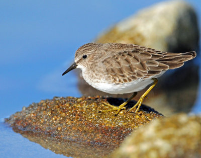 Sandpipers Least