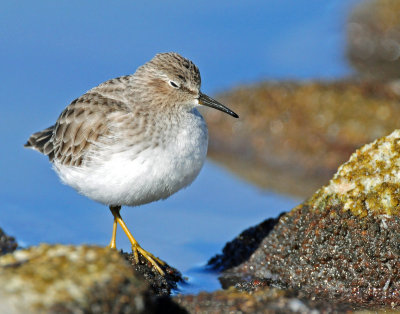 Sandpipers Least