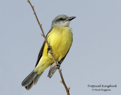 Kingbird, Tropical