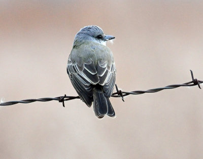 Kingbird, Tropical