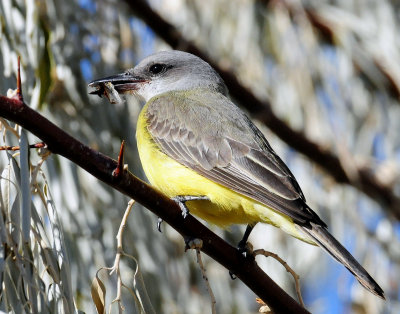 Kingbird, Tropical