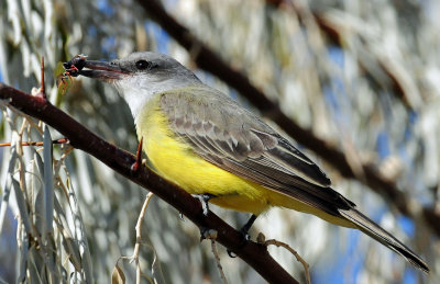 Kingbird, Tropical