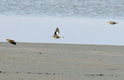 Long-tailed Ducks, Bald Eagle and Snow Buntings