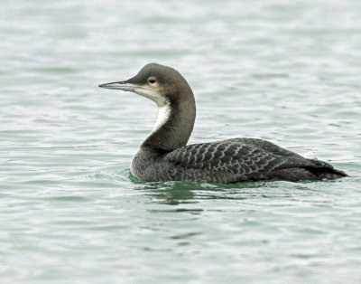 Loon Pacific D-008.jpg