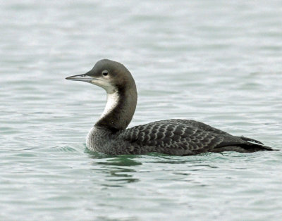 Loon Pacific D-007.jpg