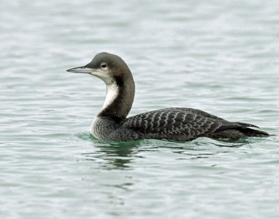 Loon Pacific D-006.jpg