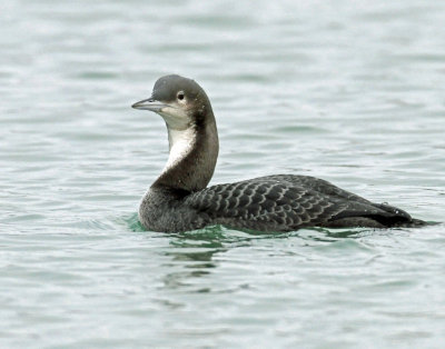 Loon, Pacific