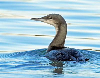 Loon Pacific D-015.jpg