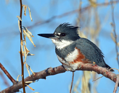 Kingfisher, Belted