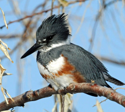 Kingfisher, Belted (Dec. 12, 2013)