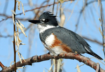 Kingfisher, Belted