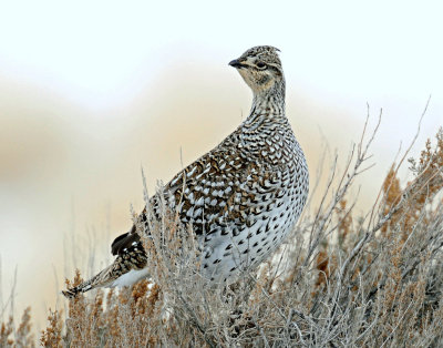 Grouse, Sharp-tailed