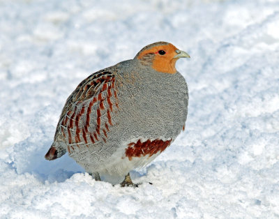 Gray Partridge & Sharp-tailed Grouse