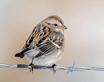 Sparrow, American Tree (1-19-2014)